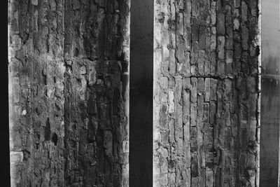 Full frame shot of tree trunk