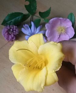 Close-up of yellow flower