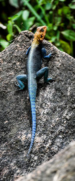 Close-up of lizard on rock