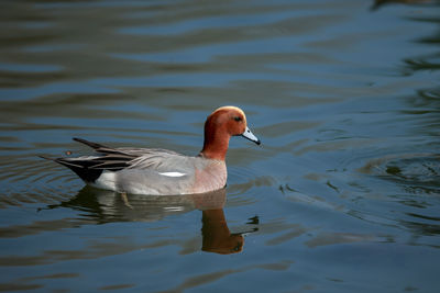 Duck swimming in lake