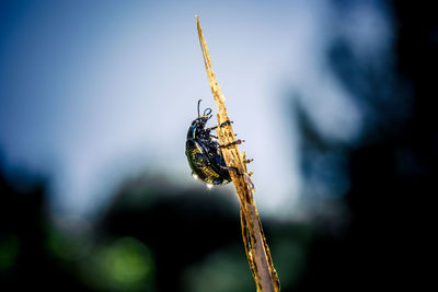 Close-up of wet bug on twig against sky