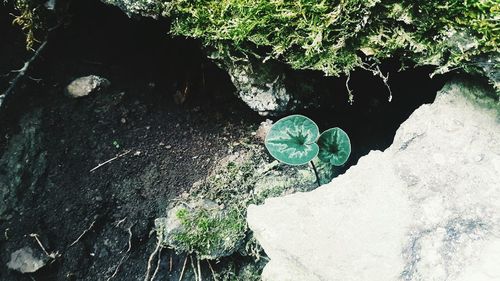 High angle view of snake on rock