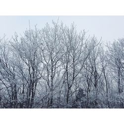 Bare trees against sky