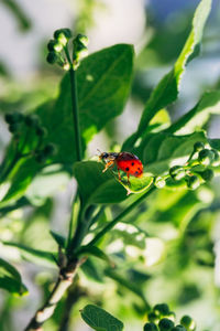 Close-up of ladybug on plant