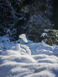 Snow covered land and trees