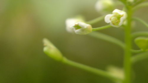 Close-up of fresh flower plant