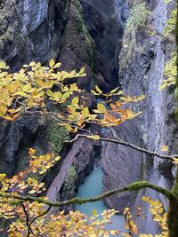 Autumn leaves on rock
