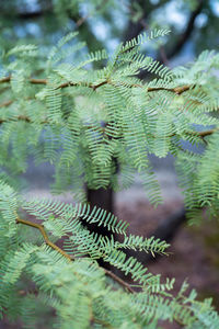 Close-up of fern leaves