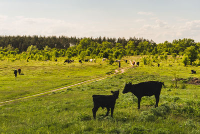 Horses in a field