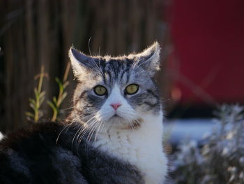 Close-up portrait of a cat