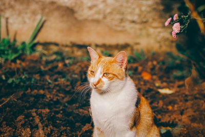 Close-up of a cat looking away