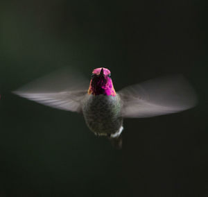 Close-up of birds