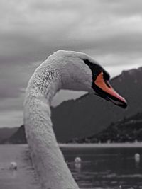 Close-up of swan swimming on lake