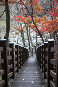 Autumn trees by bridge fence