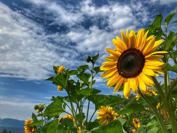 Close-up of sunflower against sky