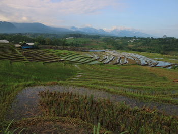 Scenic view of agricultural field against sky