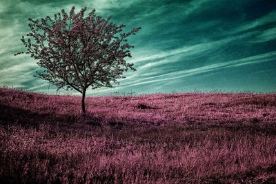 Scenic view of flowering tree on field against sky
