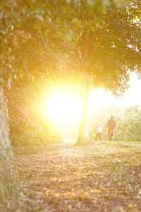 Sun shining through trees