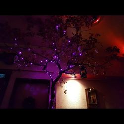 Low angle view of illuminated tree at night