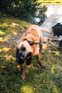 View of a dog on field