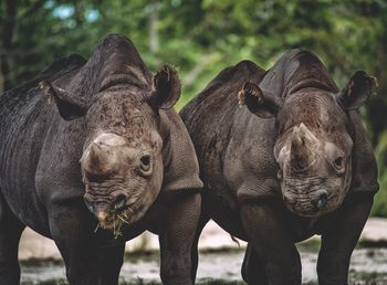 Close-up portrait of rhinoceros standing outdoors