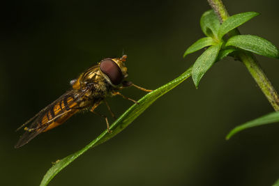 Close-up of insect on leaf