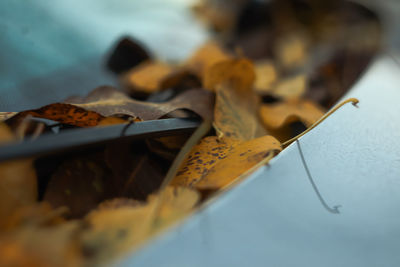 close-up