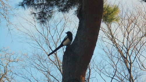 Low angle view of bird perching on tree against sky