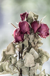 Close-up of wilted rose