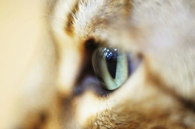 Close-up portrait of a cat