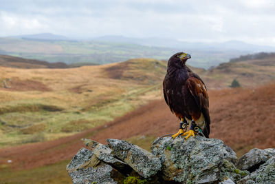 Bird perching on rock against sky