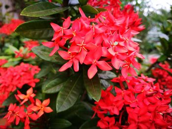 Close-up of red flowers blooming outdoors