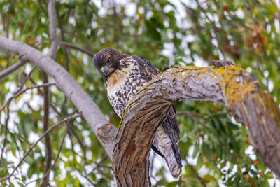 Hawk perching