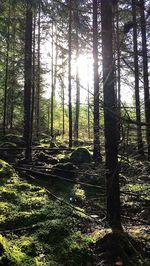 Trees growing in forest