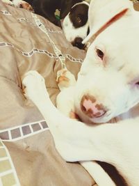 High angle view of dog lying on bed at home