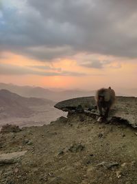 View of a monkey on landscape during sunset