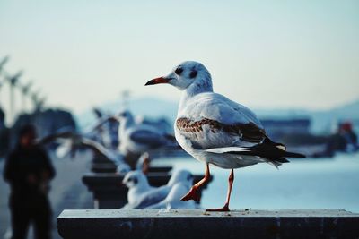 Close-up of seagull perching on railing