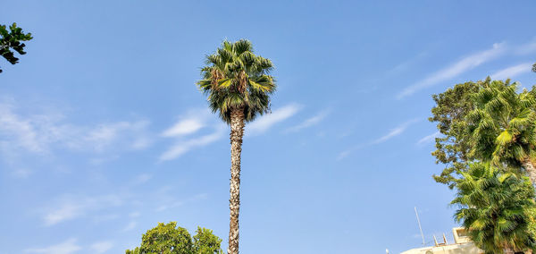Low angle view of coconut palm tree against blue sky