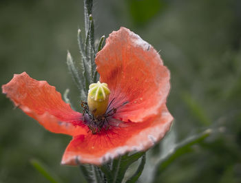 Close-up of insect on red hibiscus