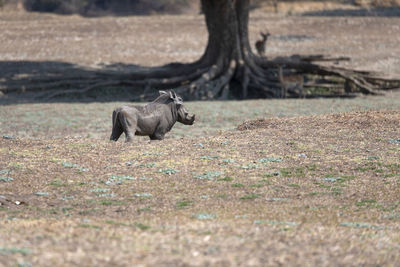 Warthog on field