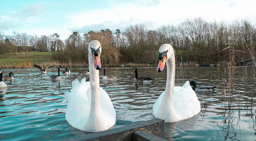 Mute swan swans pair low-level water side view macro animal background portrait