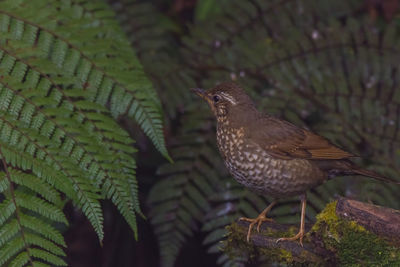 Close-up of bird perching on branch