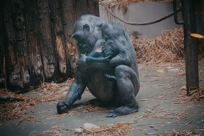 Monkey sitting on a land