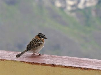 Close-up of bird perching on retaining wall