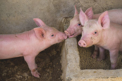 Close-up of pig