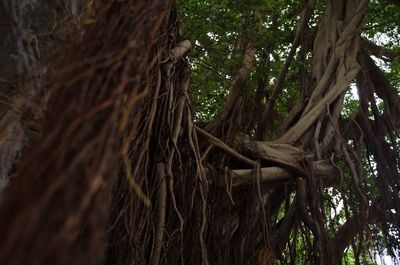 Close-up of tree trunk in forest