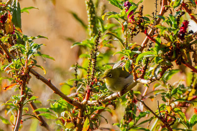 Bird perching on a tree