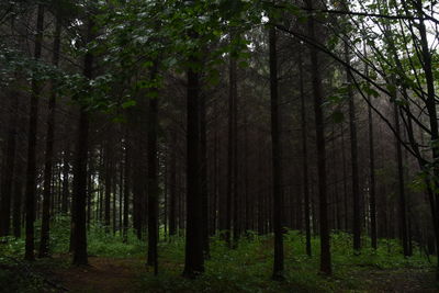 Trees in forest