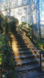 Walkway amidst trees