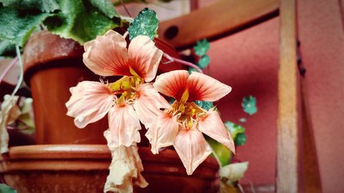 Close-up of flowers